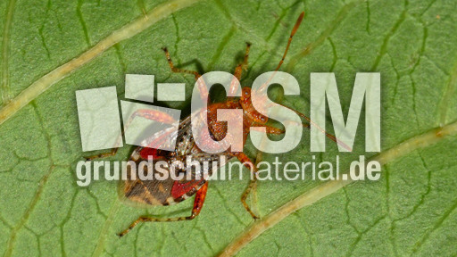 Hellbraune Glasflügelwanze_1.jpg